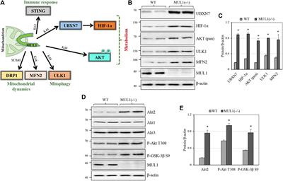 Regulation of Metabolism by Mitochondrial MUL1 E3 Ubiquitin Ligase